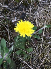 Pilosella officinarum