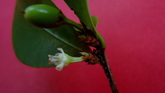 Erythroxylum mikanii