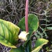 Anthurium lentii - Photo (c) timendez, algunos derechos reservados (CC BY-NC), uploaded by timendez