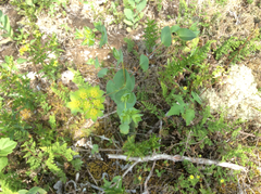 Bupleurum rotundifolium