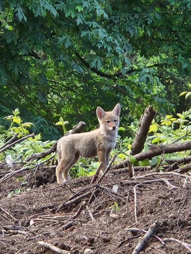 Coyote photographed in Oregon