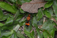 Dasymutilla quadriguttata