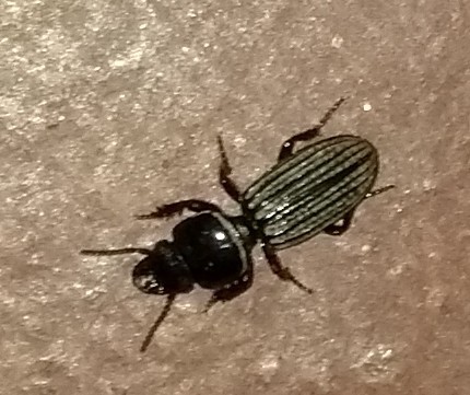 Oxylobina