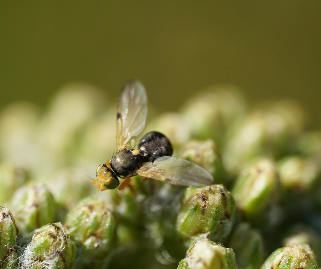 Urophora stigma