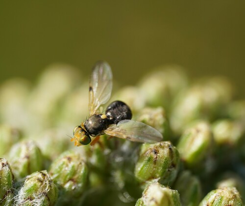 Urophora stigma