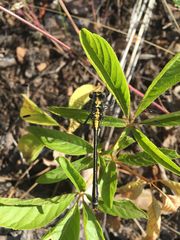 Octogomphus specularis