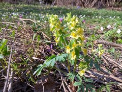 Corydalis bracteata