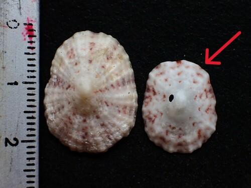 Spotted Limpet