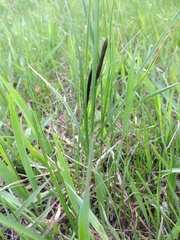 Carex melanostachya