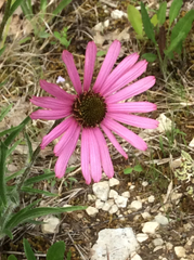 Echinacea tennesseensis