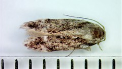 Glauce pectenalaeella