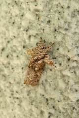 Callopistria guttulalis