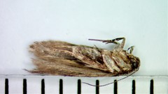 Glauce pectenalaeella