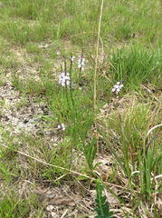 Verbena simplex