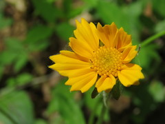 Coreopsis auriculata