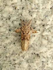 Callopistria guttulalis