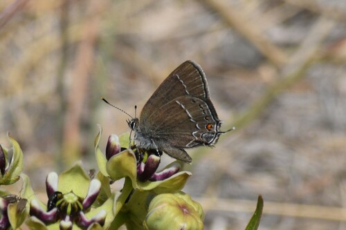 Satyrium polingi polingi