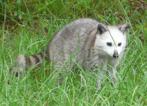 Common Raccoon photographed in Mississippi