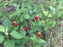 Spigelia marilandica