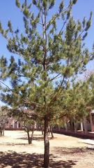 Pinus greggii