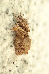 Callopistria guttulalis