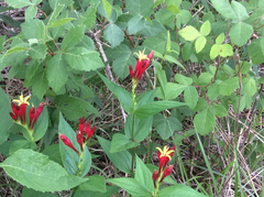 Spigelia marilandica