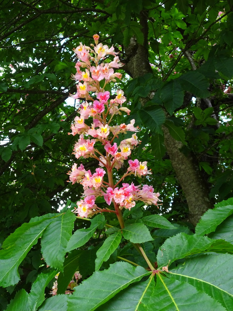 Red horse-chestnut from Thun on May 18, 2024 at 01:08 PM by summervogu ...