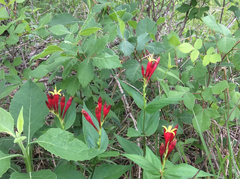 Spigelia marilandica