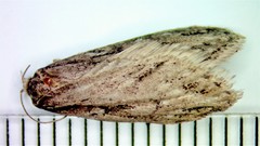 Semioscopis aurorella