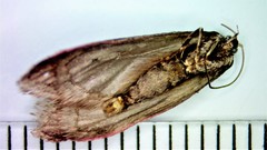 Semioscopis aurorella