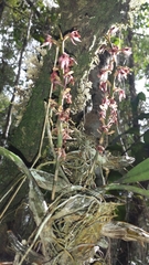 Bulbophyllum reflexiflorum image