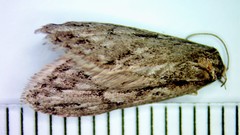 Semioscopis aurorella