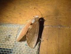 Hemiceratinae