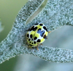 Psyllobora variegata
