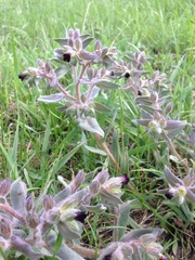 Nonea pulla
