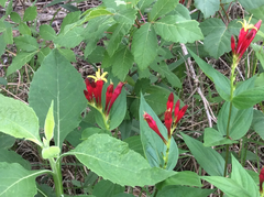 Spigelia marilandica