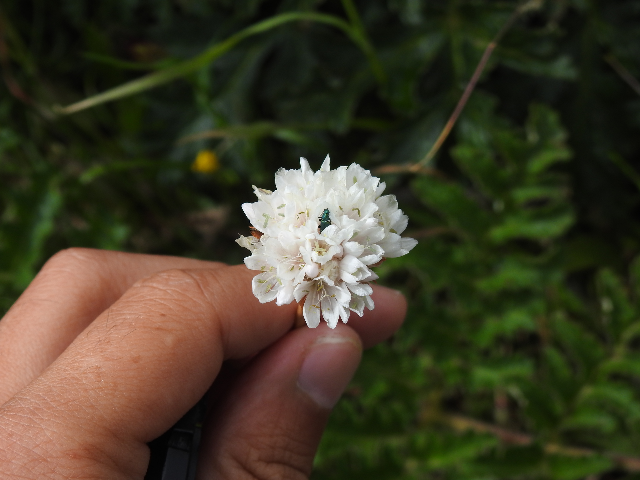 Imagem de Não há um nome popular amplamente reconhecido para "Armeria beirana" no Brasil