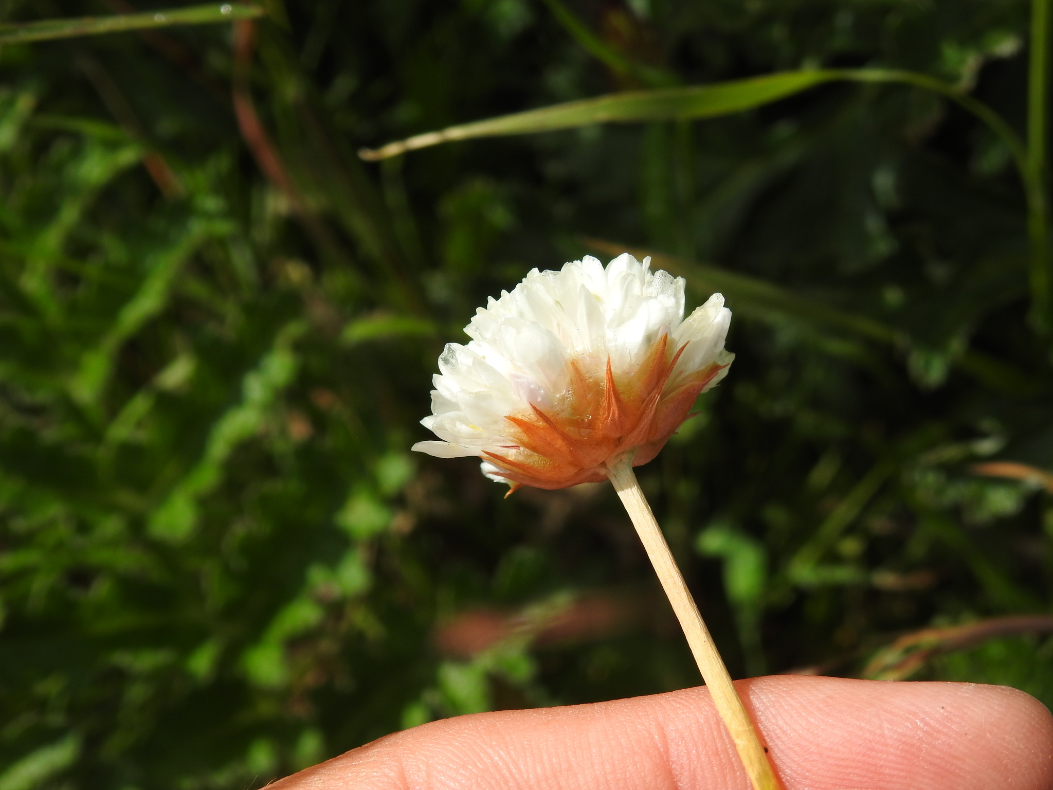 Imagem de Não há um nome popular amplamente reconhecido para "Armeria beirana" no Brasil
