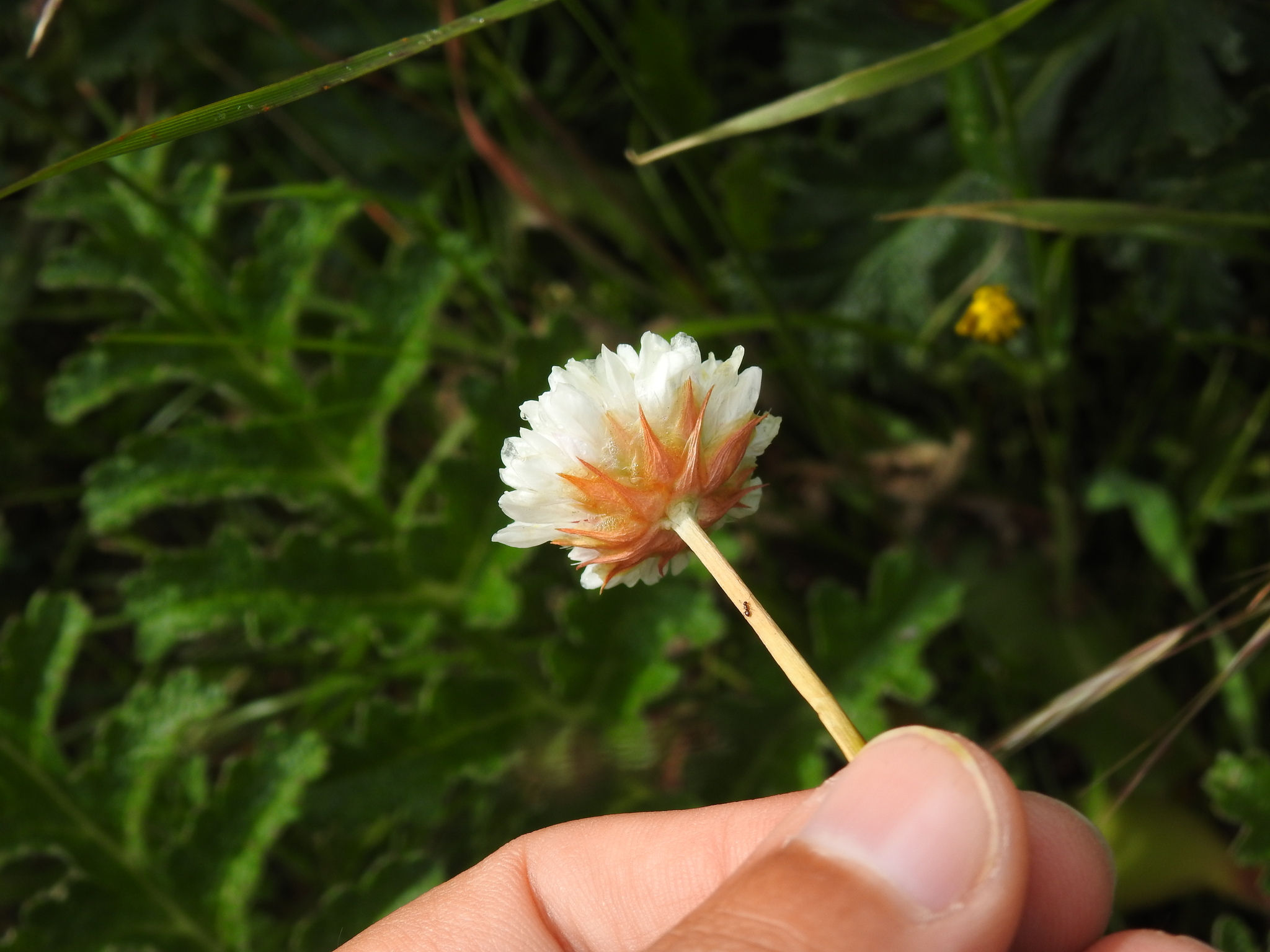 Imagem de Não há um nome popular amplamente reconhecido para "Armeria beirana" no Brasil