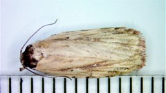 Agonopterix atrodorsella