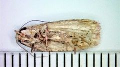 Agonopterix atrodorsella
