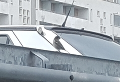 Passer domesticus