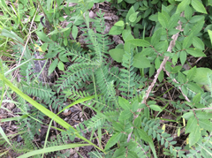 Astragalus tennesseensis