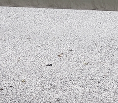 Charadrius vociferus