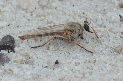 Proctacanthella