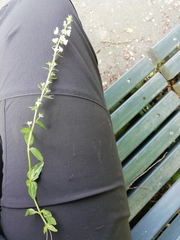 Veronica serpyllifolia serpyllifolia