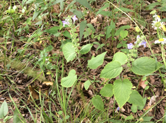 Scutellaria ovata