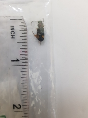 Chlaenius bioculatus