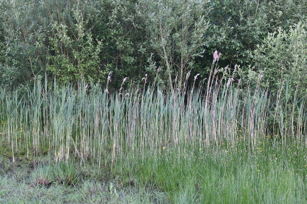 common reed from York, UK on May 18, 2024 at 09:03 PM by Kian Hayles ...