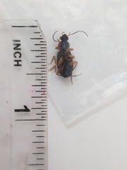 Chlaenius bioculatus